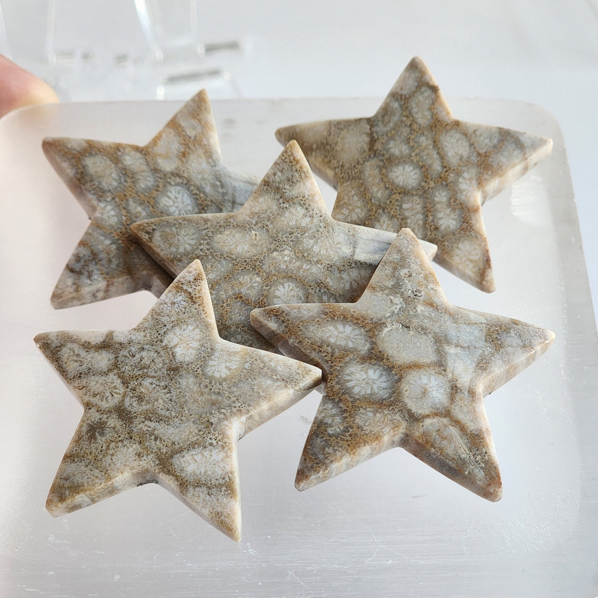 Fossil Coral Star Carving - Hand Carved Agatized Gem