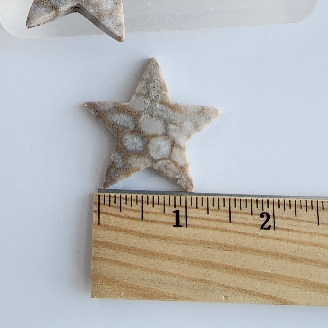 Coral Jade Mini Stars! | Ancient Coral Fossils | Fossilized Crystals | Agatized | Carvings | Intuitively Chosen