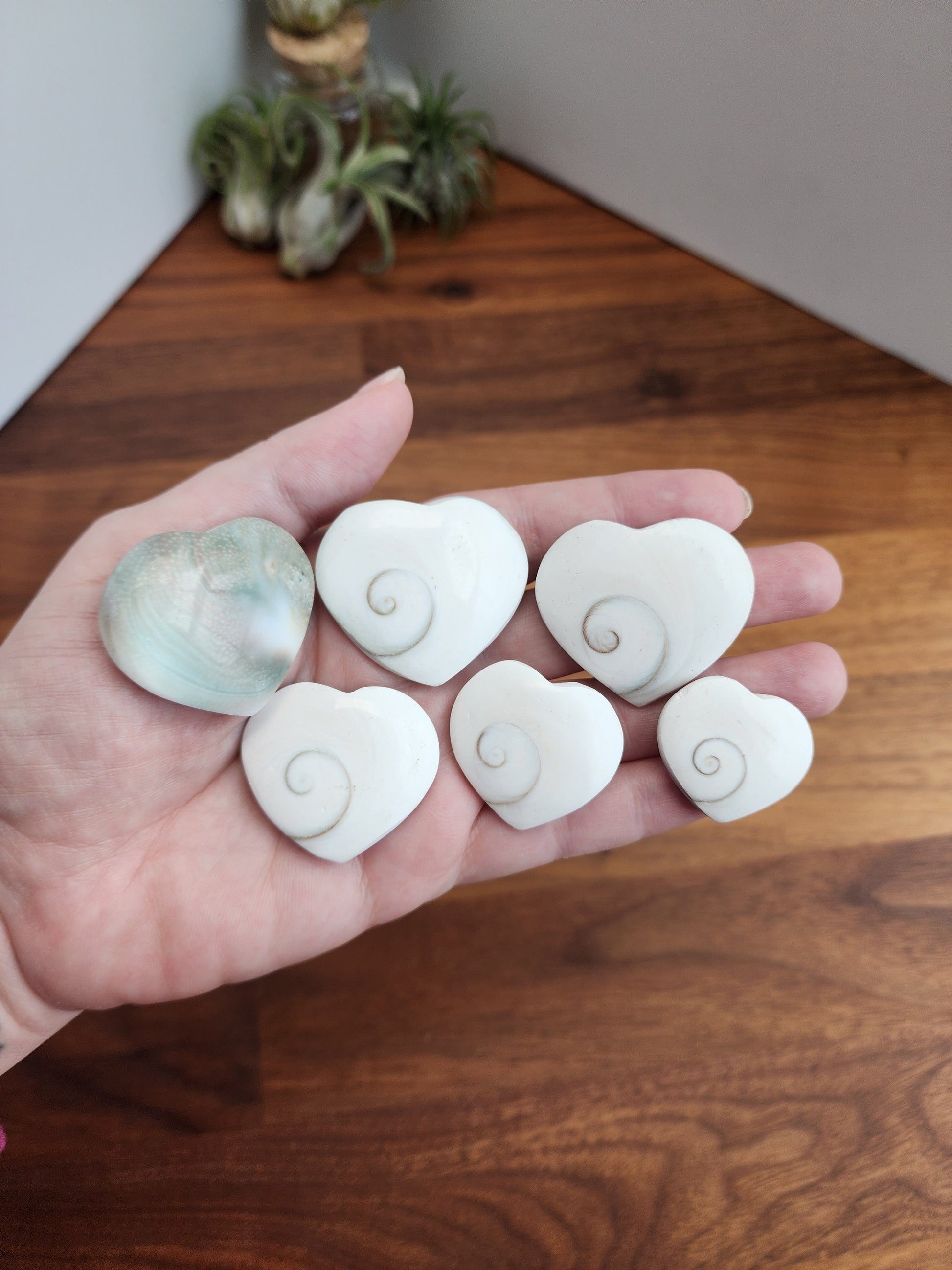 Crystal Shiva Shell Heart: Swirled White and Rainbow Colors