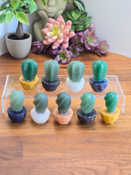 Crystal Cactus Plants in pots. Succulents and plant lovers will adore these crystal plants that require not care.