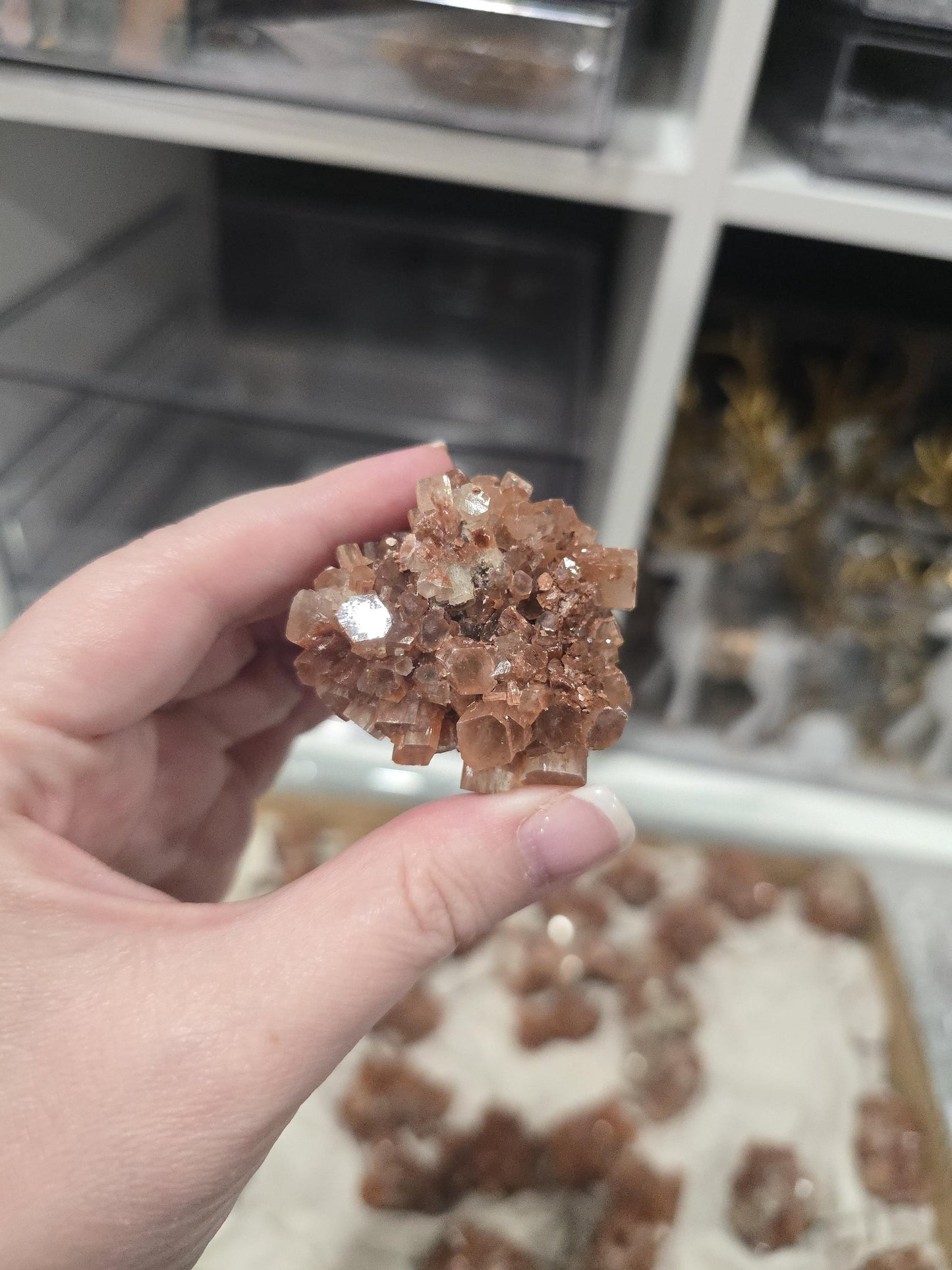 Red Aragonite Star Clusters| Around 1.3 to 2"| Intuitively Chosen