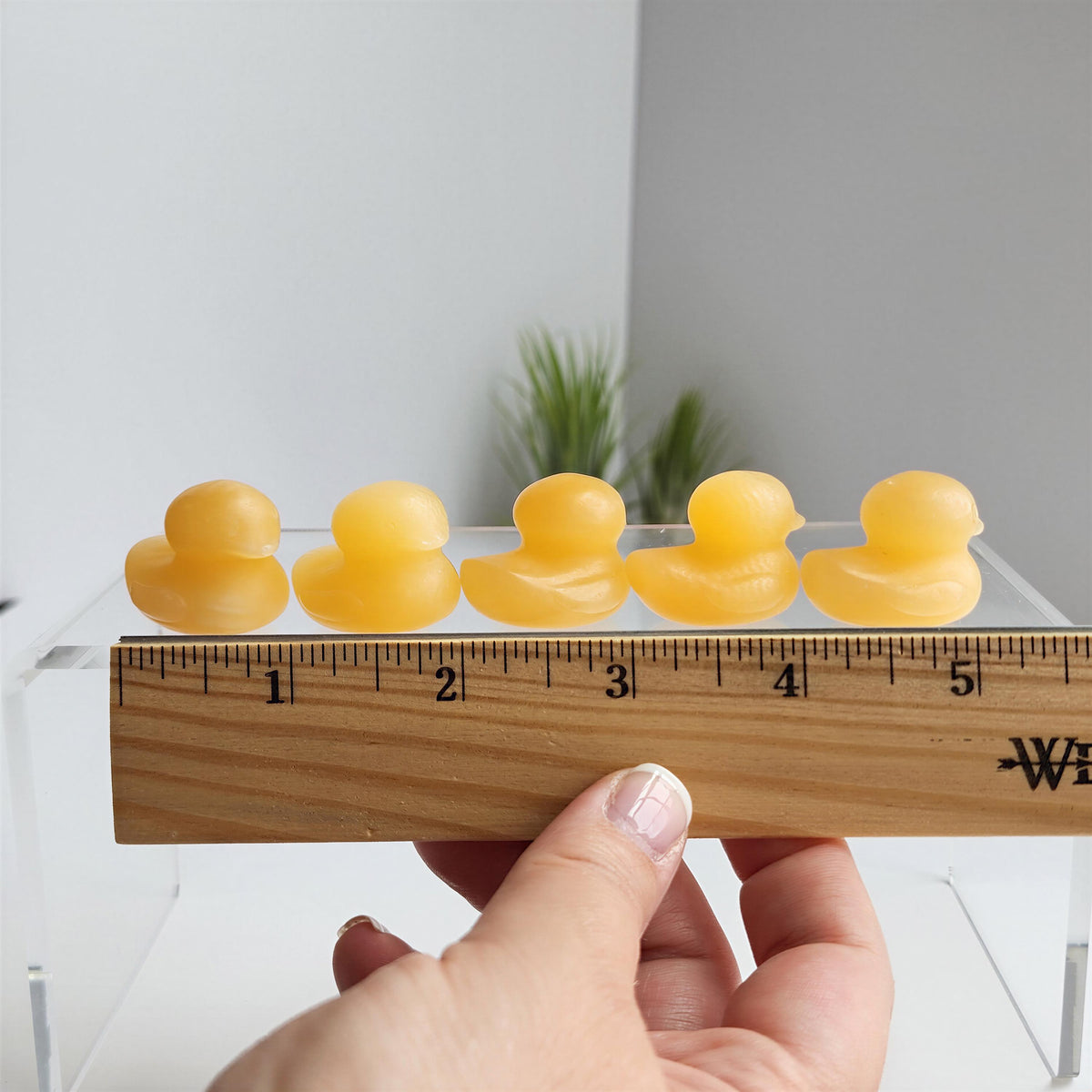 A hand is holding a wooden ruler, which is being used to measure the size of yellow rubber duckies.