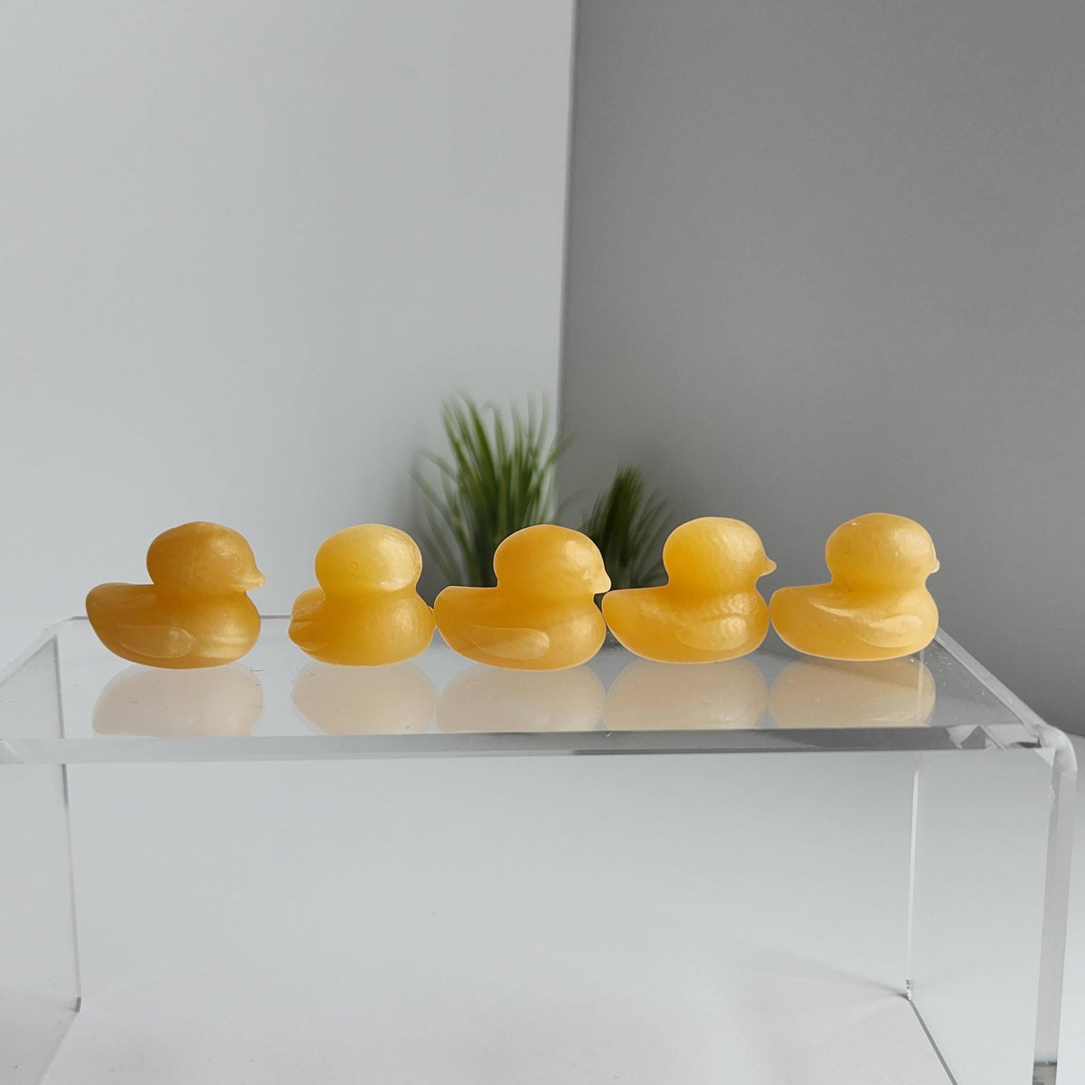 A row of yellow rubber duckies on a clear display stand, with a plant in the background.