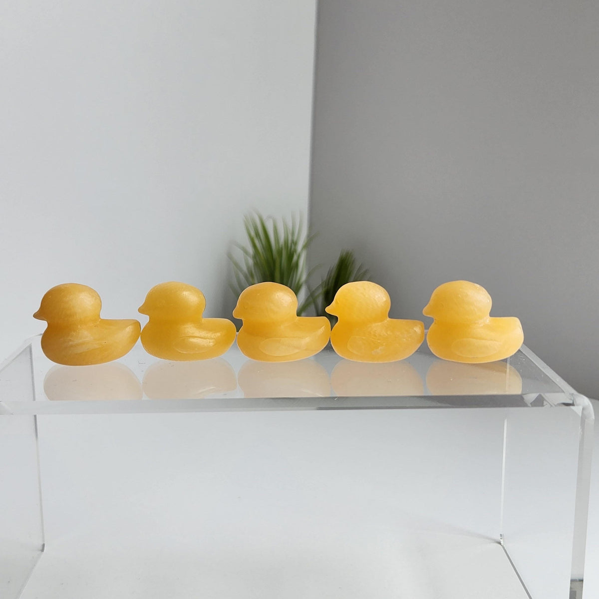 A row of yellow rubber duckies on a clear display stand, with a plant in the background.