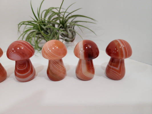 Carnelian Mushrooms | Medium | High Quality | Beautiful Banding | Banded Red Mushies | Intuitively Chosen